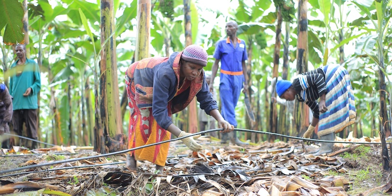 AFCIA_415_Uganda_BIRDC_farmer